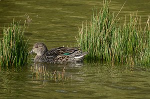 Duck, Green-winged Teal, 2012-12313534 Sabal Palm Sanctuary, TX